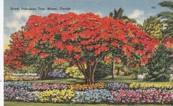 Royal Poinciana Tree Miami Florida