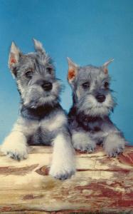 Schnauzers