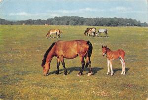 uk6654 new forest  hampshire horses uk