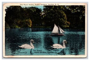 Royal Swans Public Gardens Halifax Nova Scotia Canada WB Postrcard P28