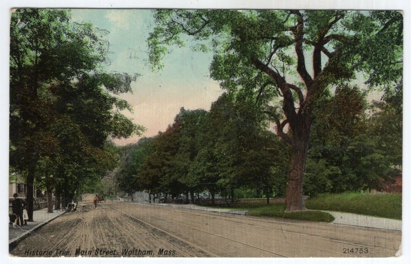 Waltham, Mass, Historic Tree, Main Street