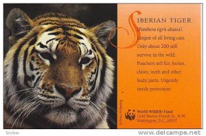 Siberian Tiger, World Wildlife Fund, Washington, D.C., 1940-1960s