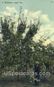 Apple Tree - Misc, Washington