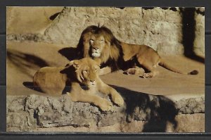 California, San Diego - African Lions At Zoo - [CA-353]