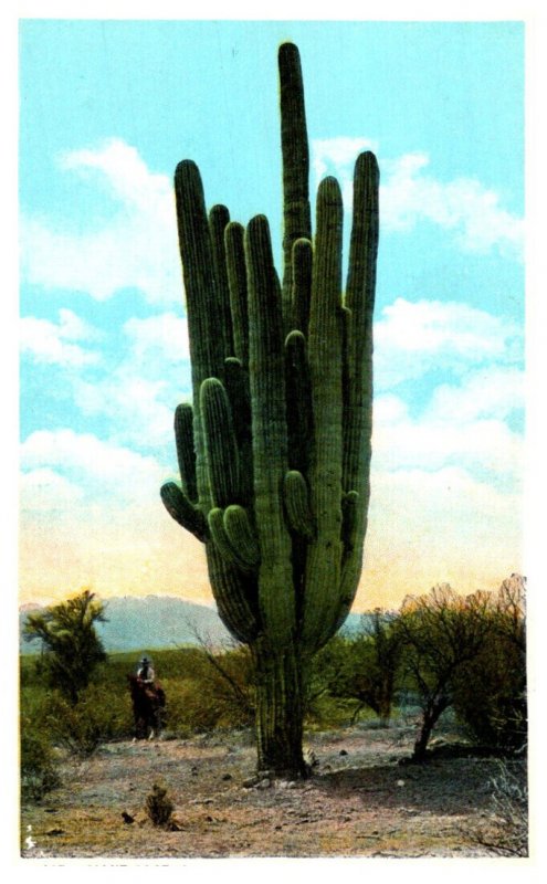 Giant Cactus of Arizona