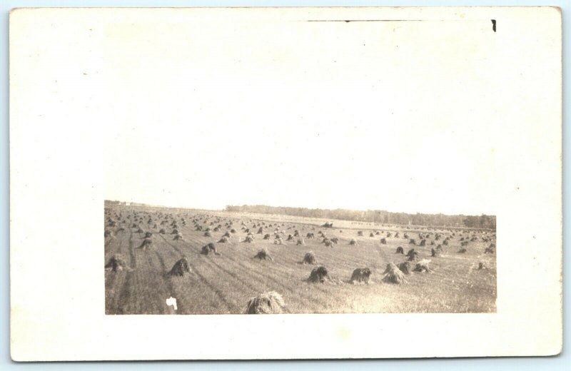 1900s Farm Harvest Field Grain Stook Pile Bundles Heap Real Photo RPPC Iowa A4