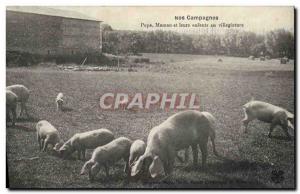 Old Postcard Pig Pig Our Dad's campaigns and their children villegiature