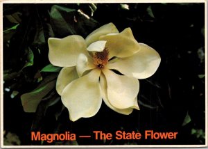 Louisiana and Mississippi State Flower The Magnolia