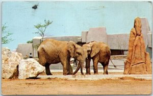 M-4026 Louisville Zoological Gardens Louisville Kentucky African Elephant