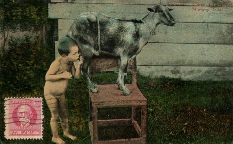 cuba, HAVANA, Nursing Goat, Chiva Criandera (1910s) Postcard