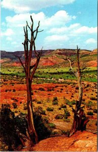 Postcard NATURE SCENE Amarillo Texas TX AM3759