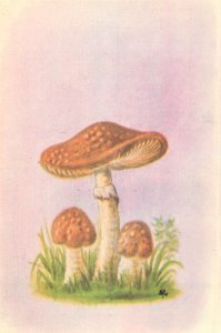 Set of 6 postcards Romania mushrooms