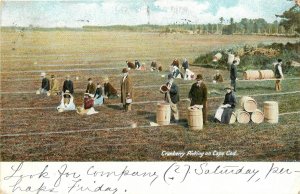 1907 Cape Cod Massachusetts Cranberry Picking occupation Postcard 25-11497