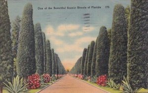 One Of The Beautiful Scenic Streets Of Florida 1948