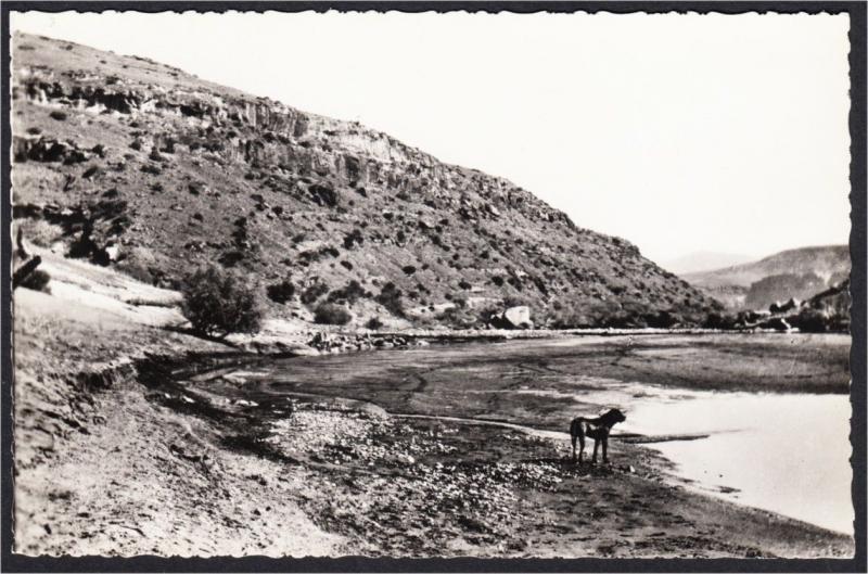 Basutoland Lesotho Dog on Bank of the Orange River Real Photo Postcard 1950s