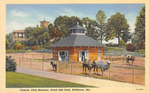 Camels, Park Mansion, Druid Hill Park Baltimore, Maryland MD Postcards