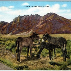 c1940s Western US Baby Donkey Foal Lunch on the Desert Mommy Milkers E.CK A222