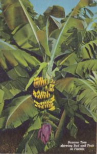 Florida Banana Tree Showing Bud and Fruit Curteich