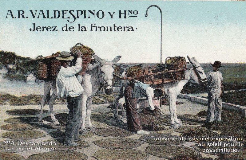 Jerez De La Frontera Horse Transport Advertising Portugal Postcard