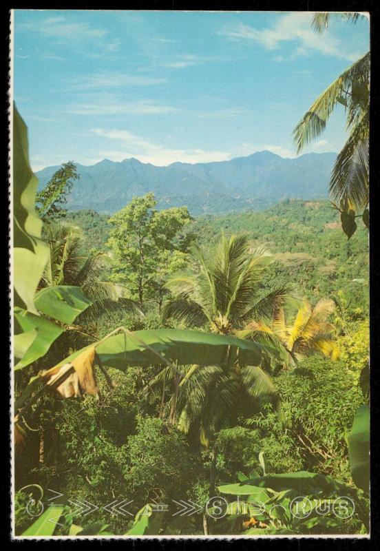 The Blue Mountains of Jamaica