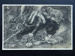 Cumbria YOUNG FOXES AT PLAY - Old RP Postcard by G.P. Abraham of Keswick