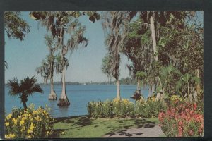 America Postcard - Cypress Trees, Cyprus Gardens, Florida   RS19690