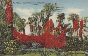 The Flame Vine Bignonia Venusta Florida 1951