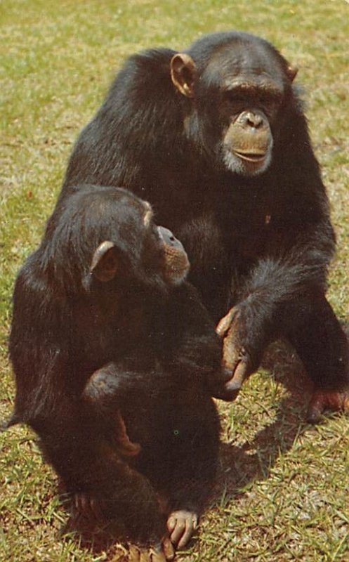 Chimpanzee Africa Monkey Unused 