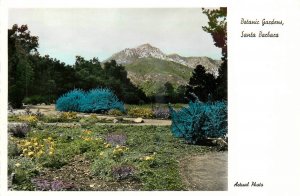 1950s Santa Barbara California Botanical Gardens Actual RPPC Postcard 26-174