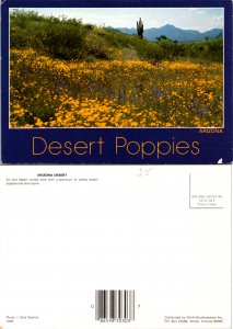 Desert Poppies, Arizona Desert (9882)