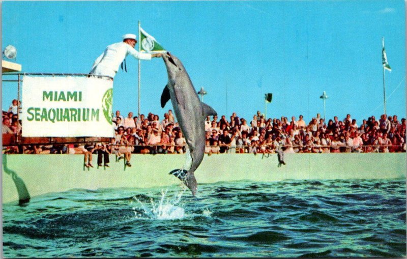 Florida Miami Seaquarium Porpoise Jumping For Food