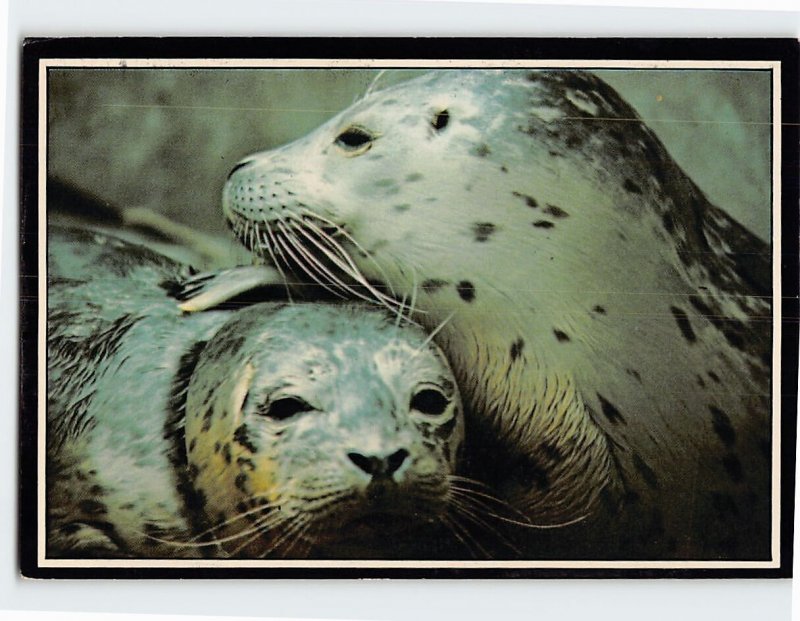 B-197924 Harbor Seals Pacific Coast USA