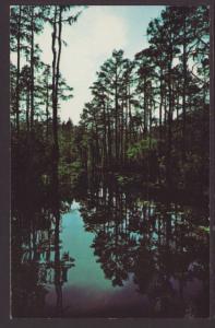 Okefenokee Swamp Park,Waycross,GA Postcard 