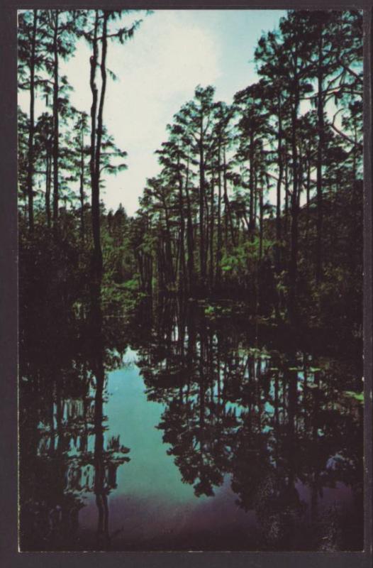 Okefenokee Swamp Park,Waycross,GA Postcard 