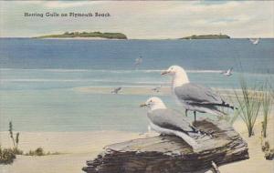 Massachusetts Boston New England Museum Of Natural HistoryHerring Gulls On Pl...