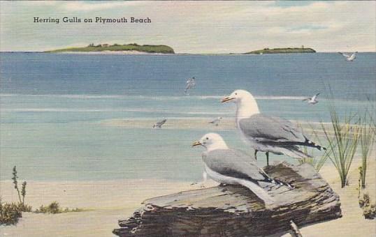 Massachusetts Boston New England Museum Of Natural HistoryHerring Gulls On Pl...