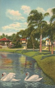 Vintage Postcard Two Graceful Swans Swimming In Lake Florida Bird Animals Water