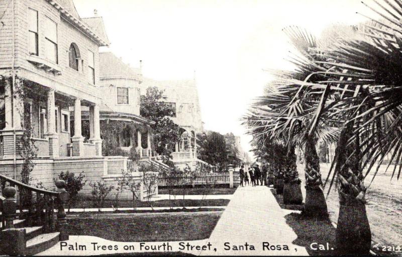 California Santa Rosa Palm Trees On Fourth Street