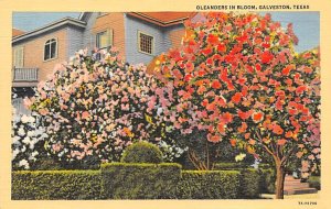 Oleanders In Bloom Postcard