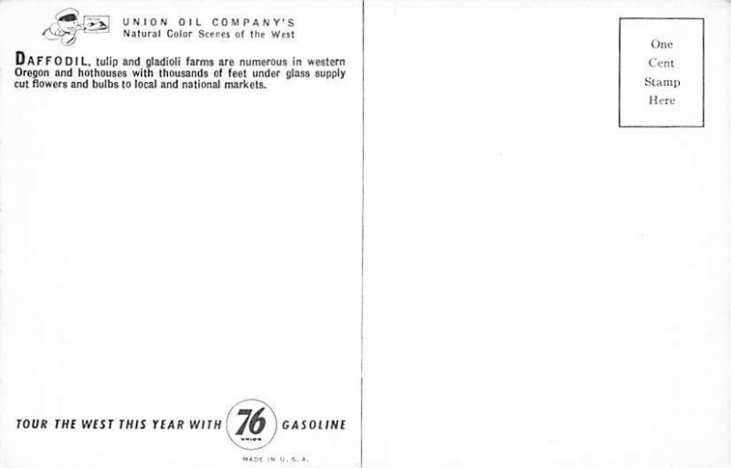 Daffodil, Tulip, Gladioli Farms Misc , Oregon OR