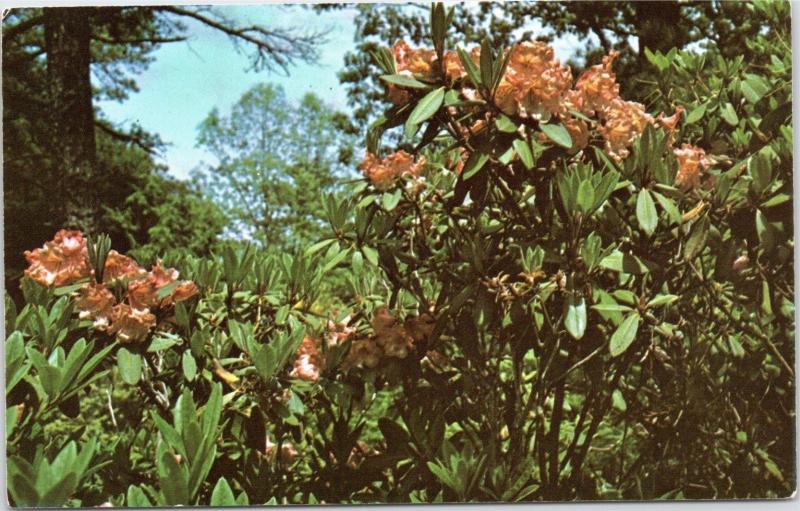 Heritage Plantation of Sandwich Massachusetts Rhododendron Dexter's Apricot