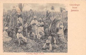 Jamiaca Farming Scene Cutting Sugar Cane Vintage Postcard AA69649