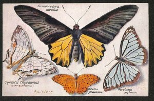 Butterflies On The Wing Perforated Ornithoptera A. L. West Artist Postcard