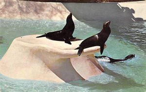 California Sea Lions San Diego, California, USA Unused 