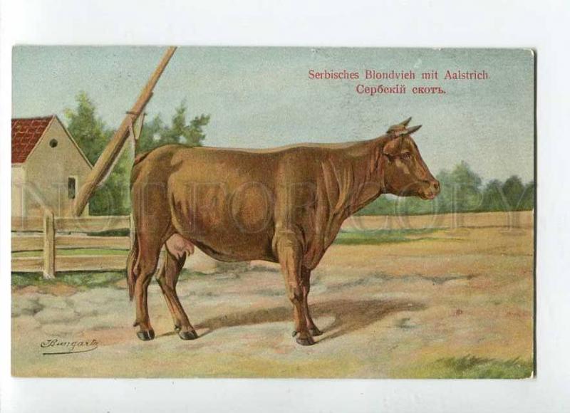 270030 RUSSIAN BUNGART Serbian cow Vintage BAGGOVUT postcard