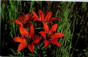 Wood Lily Flowers