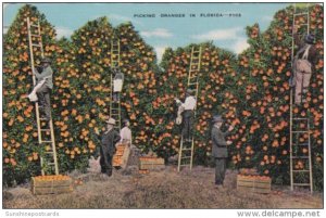 Florida Picking Oranges 1945