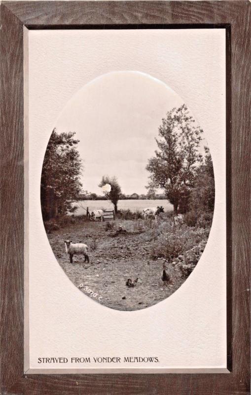 SHEEP~STRAYED FROM YONDER MEADOWS-ROTARY OVAL WINDOW REAL PHOTO POSTCARD