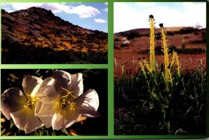 California Barstow Mojave Desert Landscape