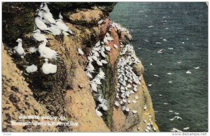 Gannets nesting on Bonaventure Island, PERCE, Quebec, Canada, 00-10s